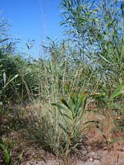 Eragrostis curvula