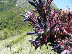 Puya coerulea