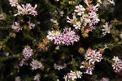 Phylica lachneaeoides