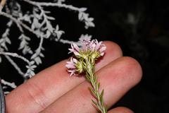 Phylica lachneaeoides