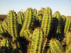Myrtillocactus cochal