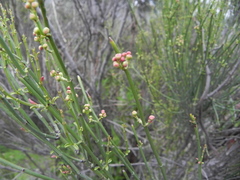 Retanilla ephedra