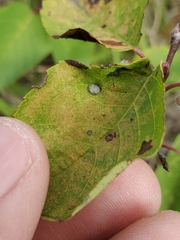 Blaesodiplosis canadensis