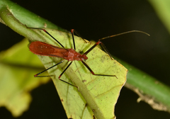 Ricolla quadrispinosa