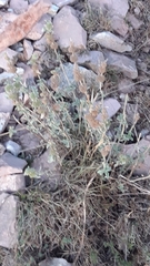 Marrubium incanum