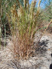 Pentameris pallida