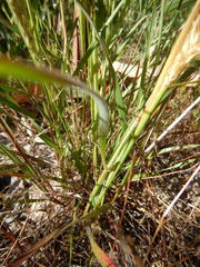 Pentameris pallida