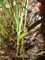 Pentameris pallida