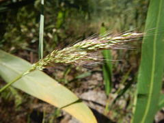 Pentameris pallida