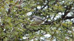Apalis thoracica capensis