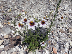 Salpiglossis sinuata