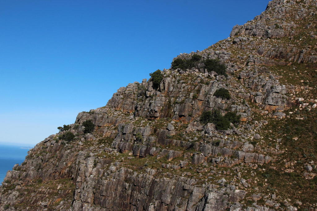 Podocarpus latifolius, Helderberg west peak