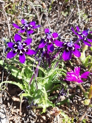 Lapeirousia oreogena