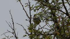 Apalis thoracica capensis