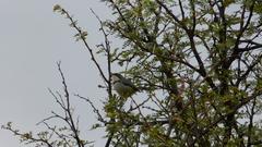 Apalis thoracica capensis