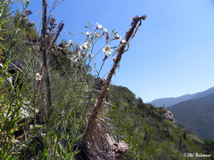 Salpiglossis sinuata