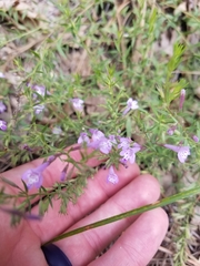 Hedeoma hyssopifolia