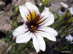 Salpiglossis sinuata