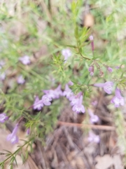 Hedeoma hyssopifolia