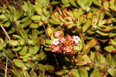 Crassula rubricaulis