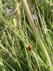 Chelymorpha cassidea