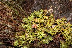 Crassula rubricaulis