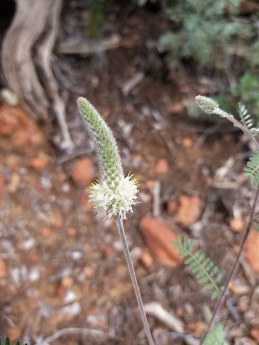 Whiteflower prairie clover (Dalea albiflora)