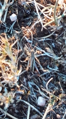 Chorthippus brunneus