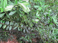 Ilex colchica
