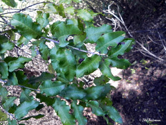 Schinus latifolia