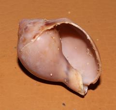 Semicassis zeylanica