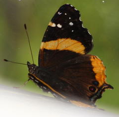 Vanessa hippomene hippomene