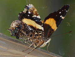 Vanessa hippomene hippomene