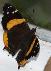 Vanessa hippomene hippomene