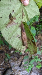 Pantographa limata