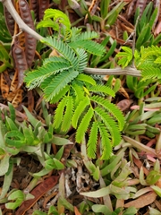 Paraserianthes