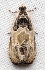 Olethreutes griseoalbana