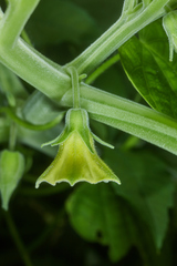 Physalis ignota