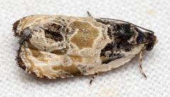 Olethreutes griseoalbana