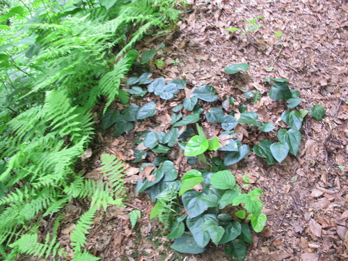 Kavkaski bršljan (Hedera colchica)