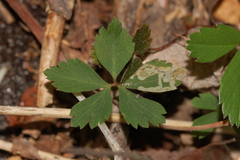 Phytomyza multifidae