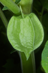 Physalis ignota