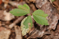 Phytomyza multifidae