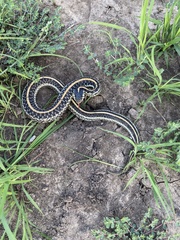 Thamnophis sirtalis annectens