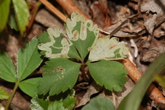 Phytomyza multifidae