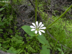Stellaria chilensis