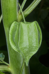 Physalis ignota