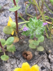 Pogogyne zizyphoroides