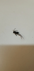Evania appendigaster