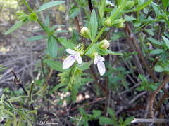 Teucrium bicolor